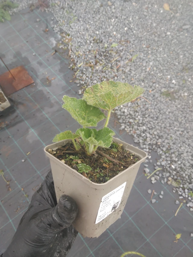 Malva Chaters White - 23. 10. 2025