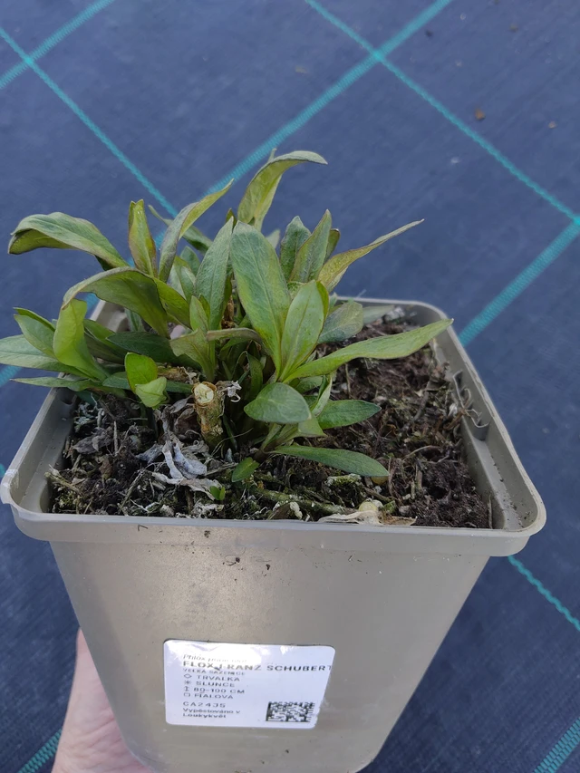 Lángvirág Franz Schubert - 27. 3. 2026