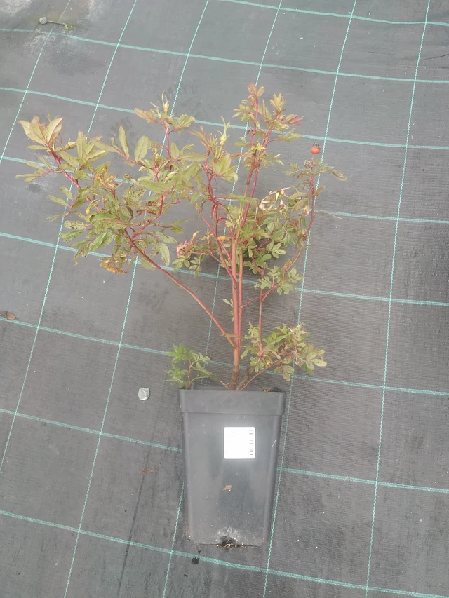 Rose Magical Delight (Kolmade) - 10. 10. 2025