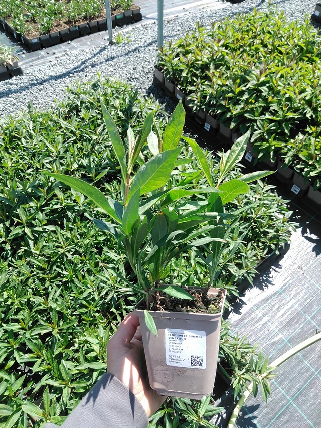 Phlox Sweet Summer Sensation - 13. 5. 2025