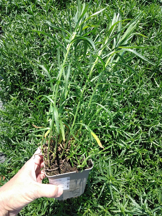 Milenrama The Pearl - 13. 5. 2025