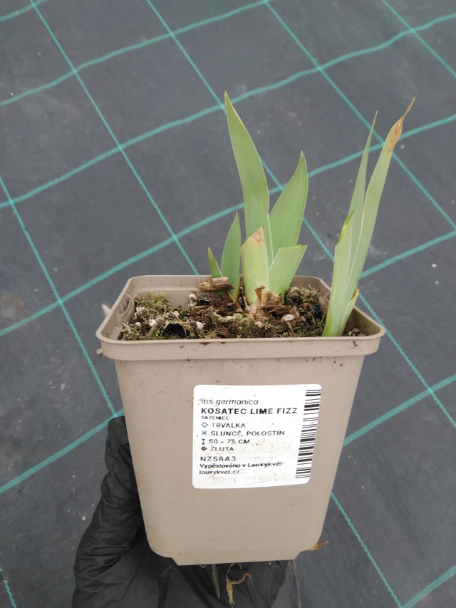 Nőszirom Lime Fizz - 1. 4. 2026