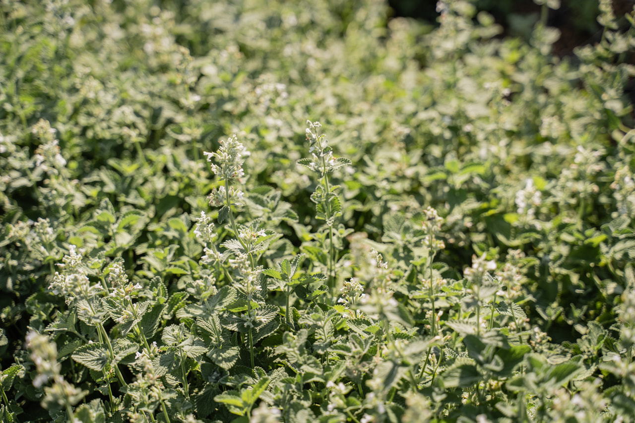 Népéta Alba, Loukykvět