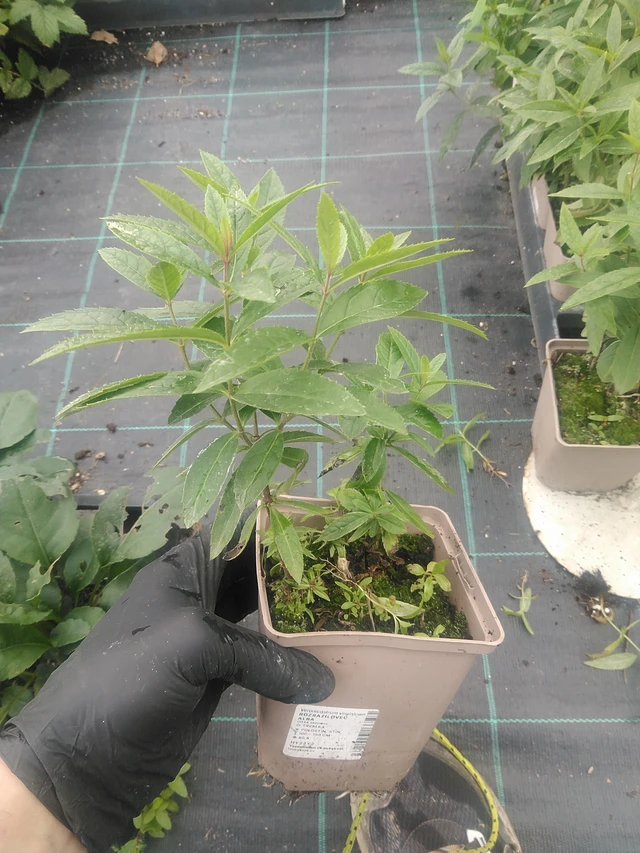 Rozrazilovec Album - 10. 9. 2025