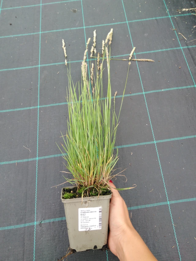 Hiuskolpakko Silky - 10. 9. 2025