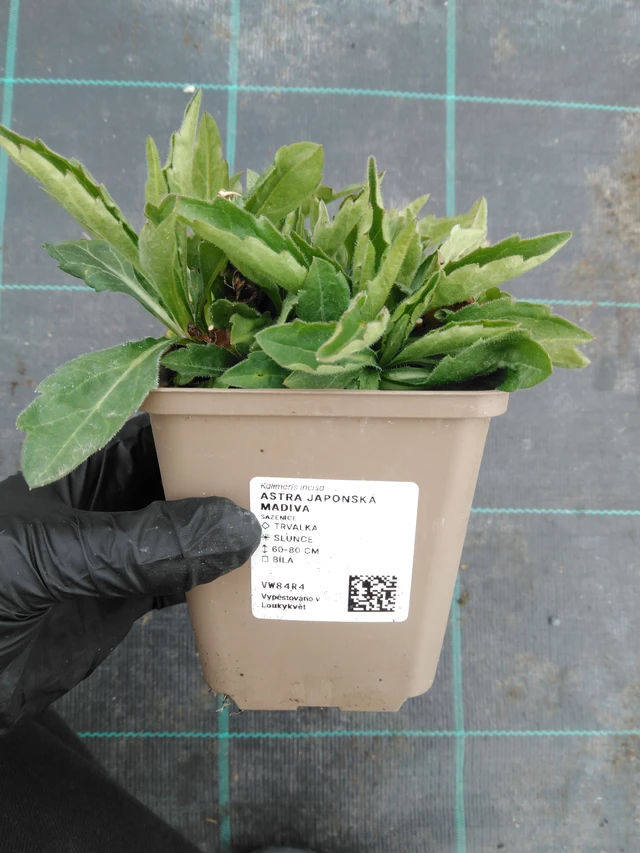 Japán őszirózsa Madiva - 1. 4. 2026