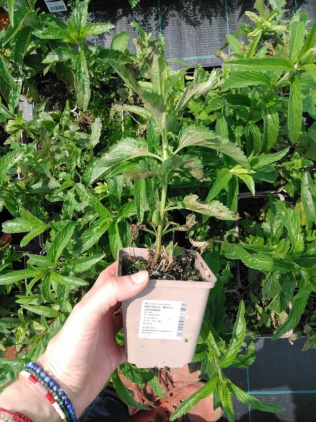 Verónica White Jolanda - 9. 6. 2025