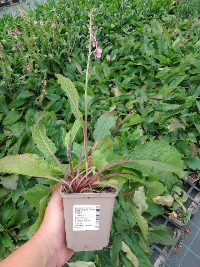 Verbasco Southern Charm - 2024