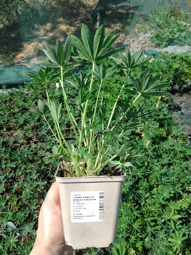 Altramuz Band of Nobles Fräulein - 13. 5. 2025