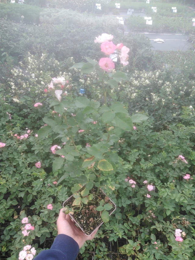 Rose Magical Autumn’s Glory - 2024