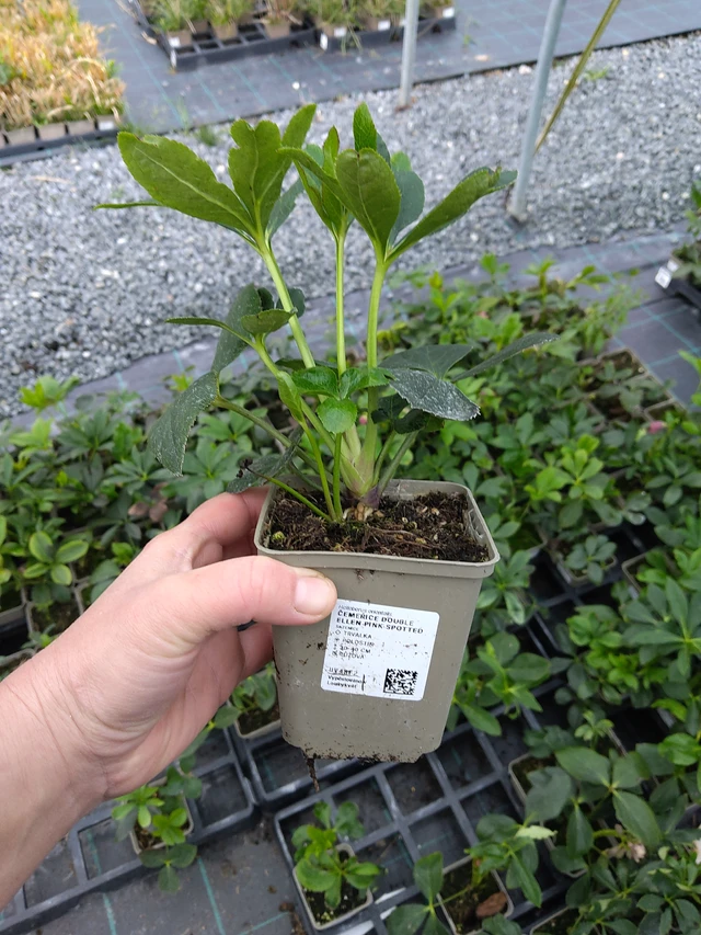 Eléboro Double Ellen Pink Spotted - 10. 10. 2025