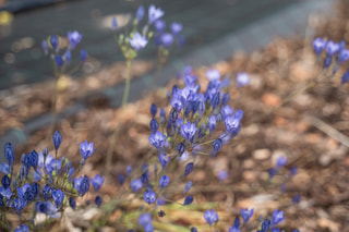 Triteleja Blues, Loukykvět