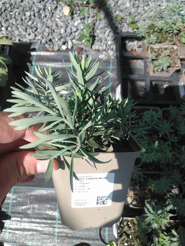 Linaria Canon Went - 24. 6. 2025