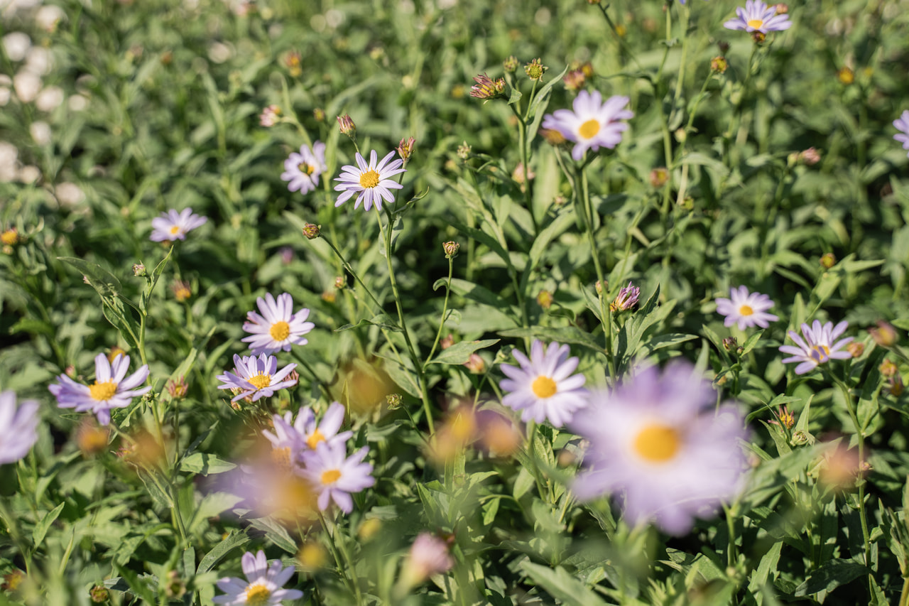 Japán őszirózsa Charlotte, Loukykvět