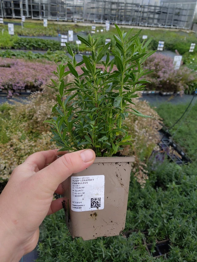 Iisoppi lääketieteellinen Caeruleus - 9. 10. 2025