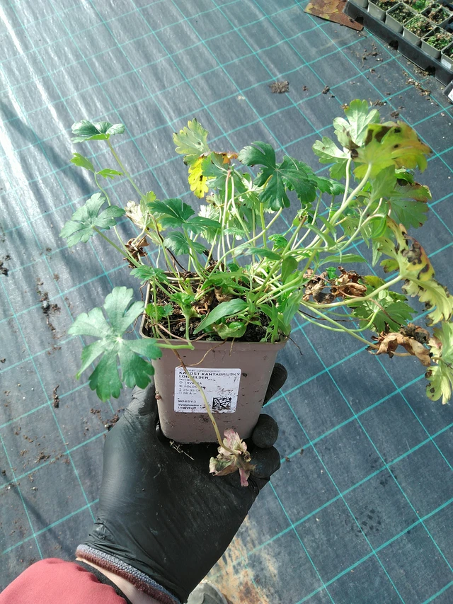 Kurjenpolvi Lohfelden - 31. 10. 2025