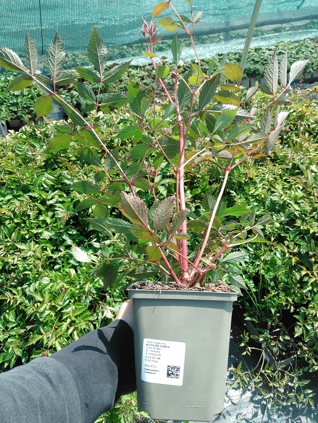 Astilbe Erika - 13. 5. 2025