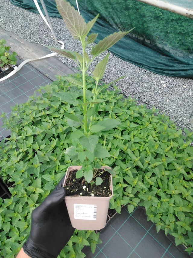 Iisoppi Black Adder - 2024