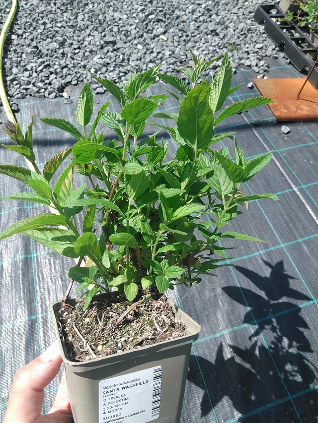 Šanta Washfield - 24. 6. 2025