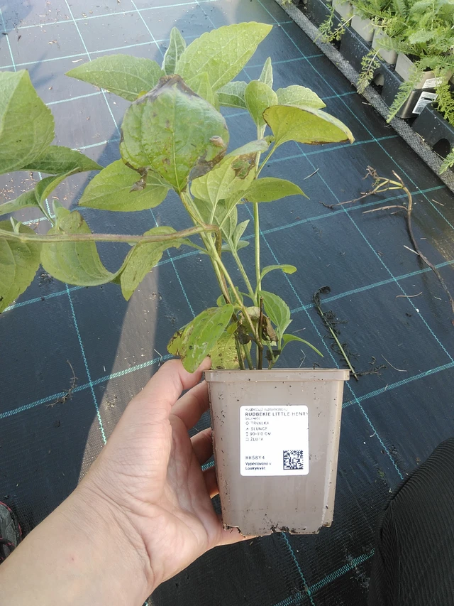 Rudbeckia Little Henry - 11. 9. 2025