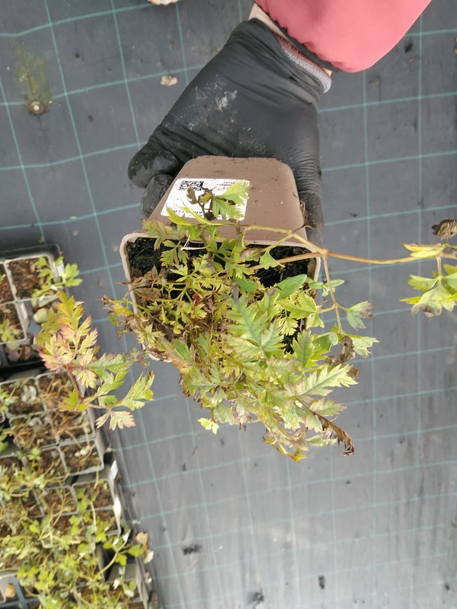 Udatna Charakter - 31. 10. 2025