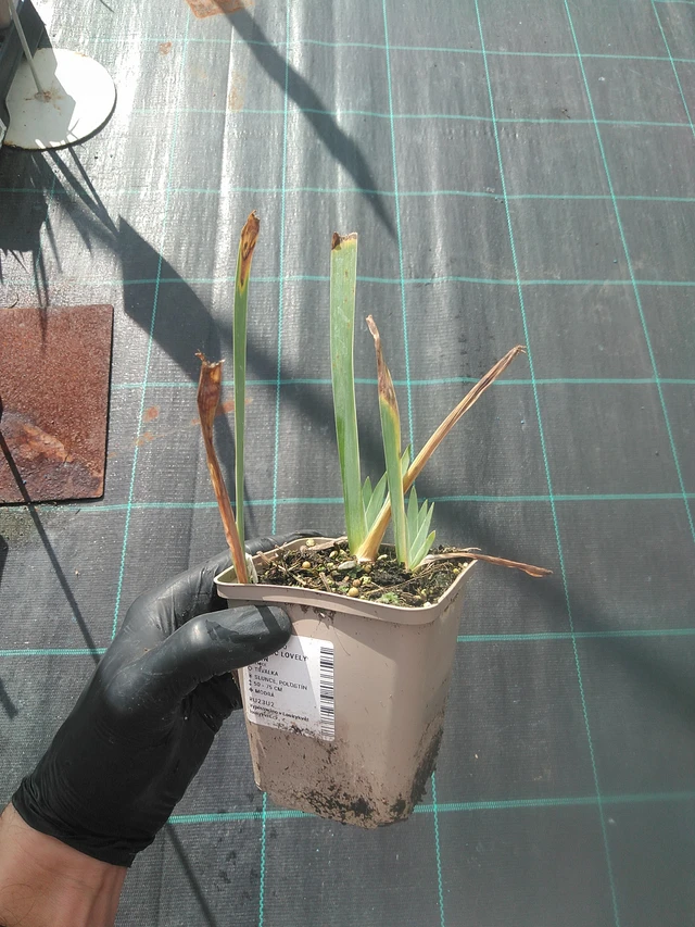 Kosatec Lovely Again - 13. 10. 2025