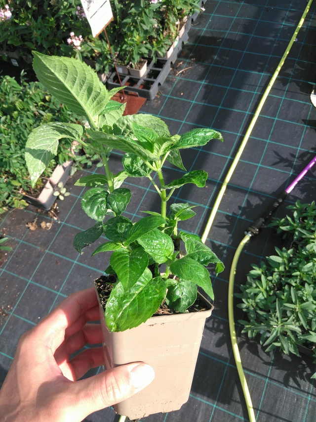 Monarda Prärienacht - 14. 7. 2025