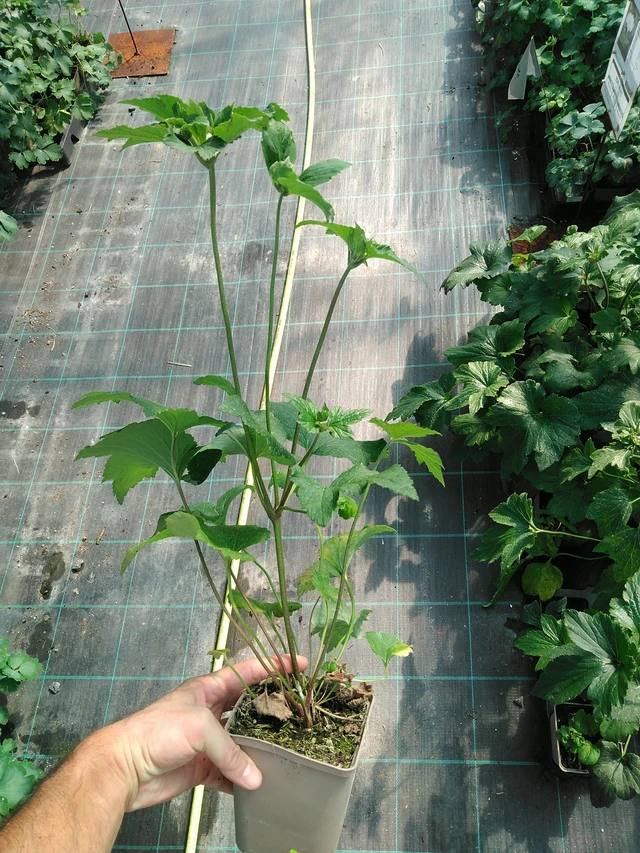 Sasanka japonská Whirlwind - 19. 8. 2025