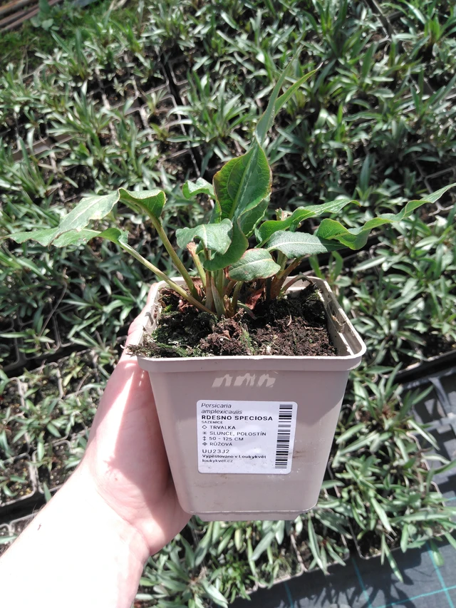 Persicaria Speciosa - 2024