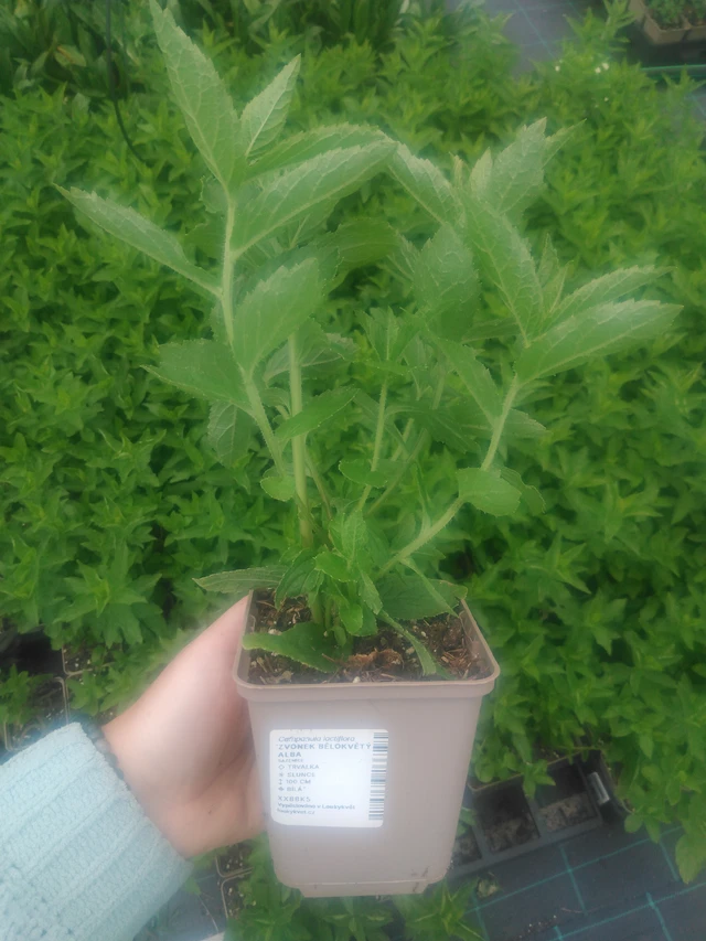 Kellokukka bělokvětý Alba - 2024