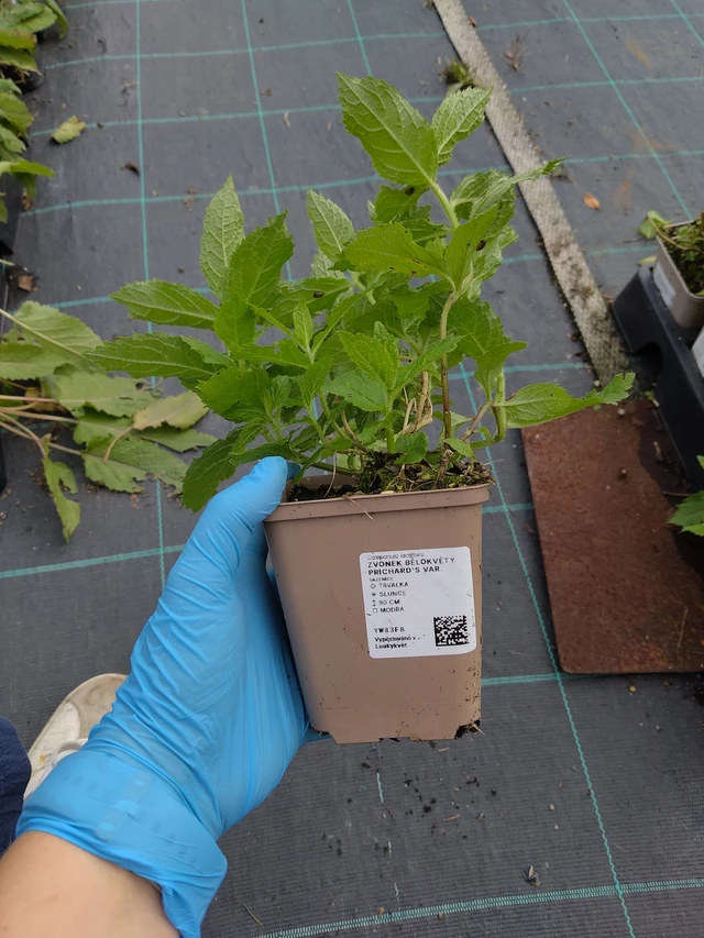 Kellokukka Prichard's Var. - 10. 9. 2025