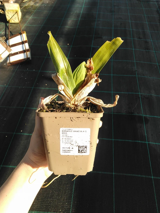 Nőszirom Dracula's Kiss - 7. 4. 2026