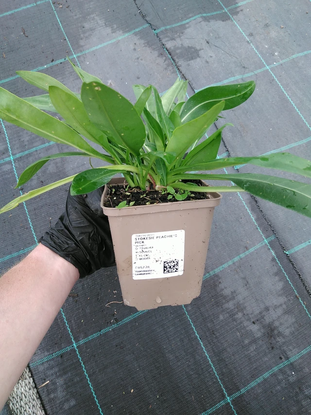 Stokkesia Peachie's Pick - 10. 9. 2025