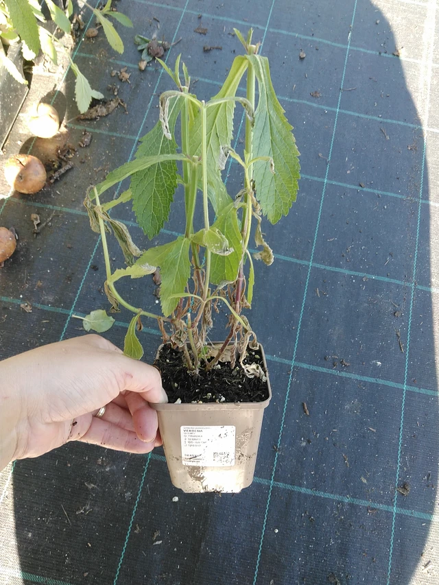 Verbena - 19. 8. 2025