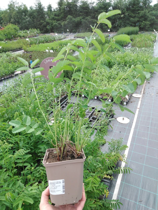 Verikurjenpolvi Arnhem - 2024