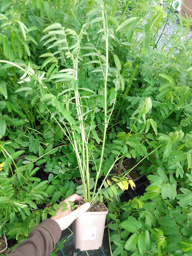 Verikurjenpolvi Arnhem - 9. 6. 2025