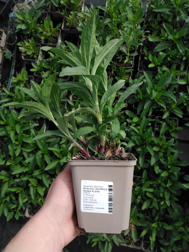 Saponaria officinalis Rosea Plena - 2024