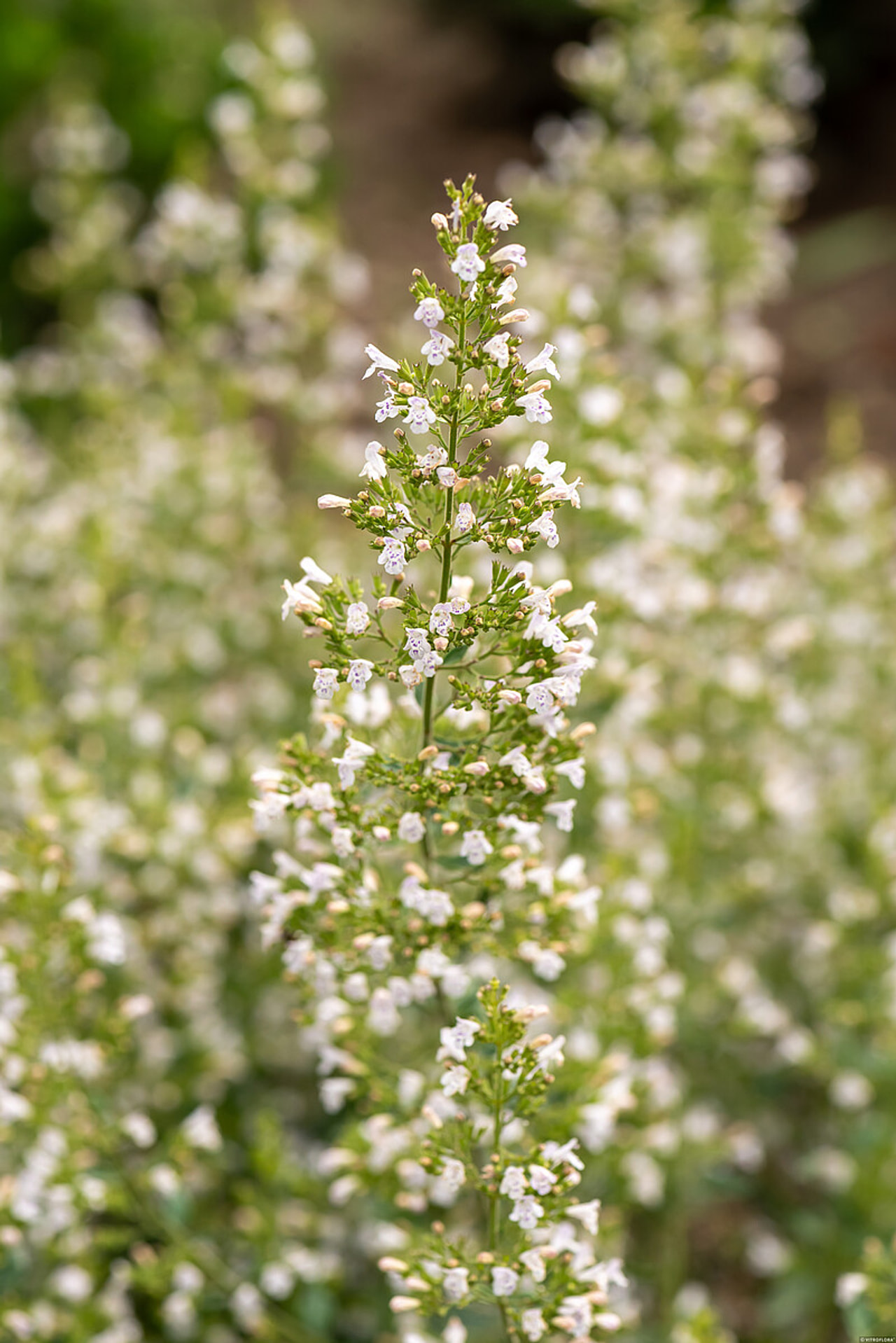 Marulka lékařská, Loukykvět
