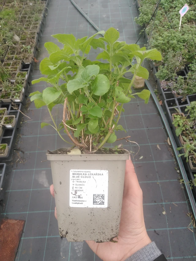 Calamint Blue Cloud - 10. 10. 2025