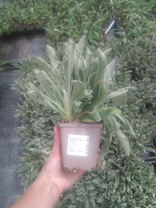 Hahnenfuß Alba - 2024