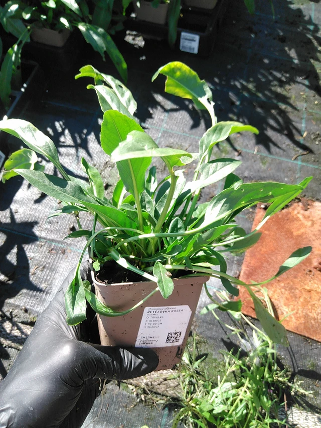 Řetězovka Rosea - 19. 8. 2025