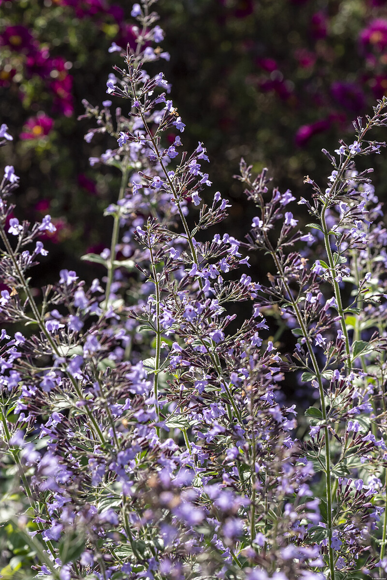 Marulka lékařská Blue Cloud, Loukykvět