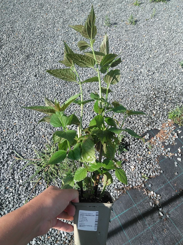 Sadec Braunlaub - 11. 7. 2025