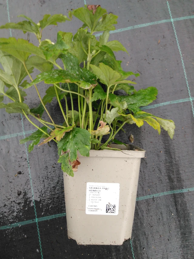 Anemone Prinz Heinrich - 10. 9. 2025