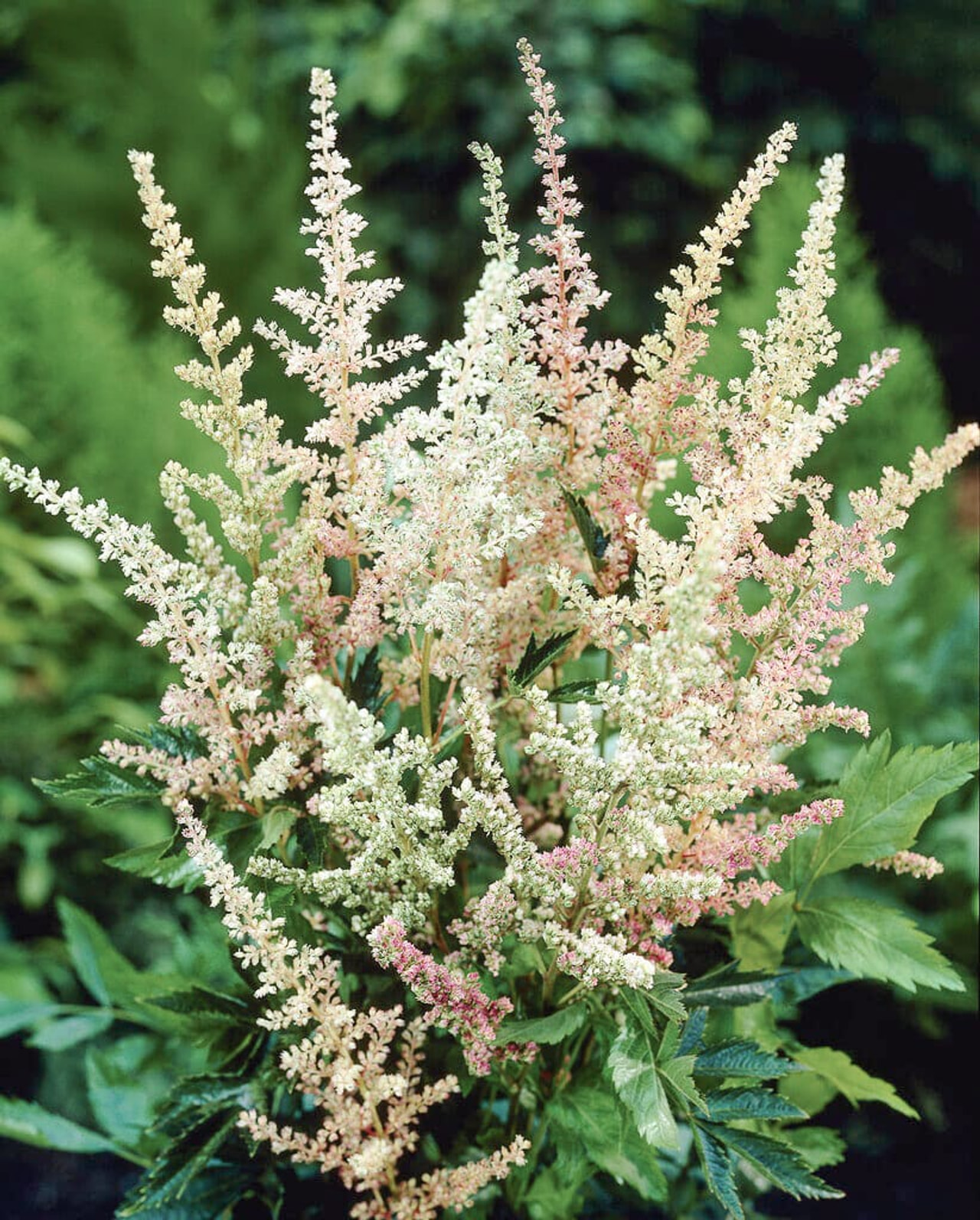 Astilbe Peaches and Cream, Loukykvět