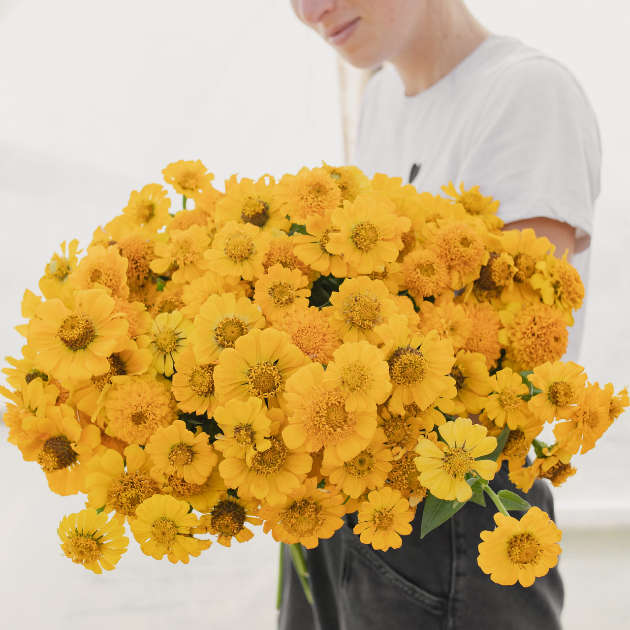 Cínie Zinderella Yellow, Loukykvět