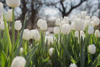 Tulipán Honeymoon, Loukykvět