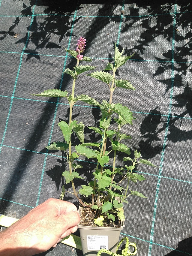 Iisoppi Danish Delight - 24. 6. 2025