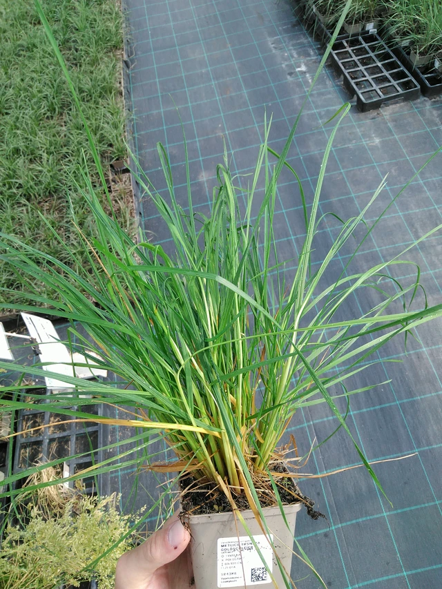 Metlice trsnatá Goldschleier - 24. 6. 2025