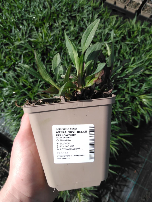 New York Aster Fellowship - 2024